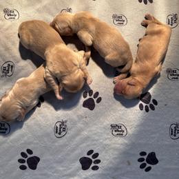 Golden Retriever puppies from Mejimo