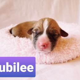 Pembroke Welsh Corgi Puppies from Whimsical Treasure Corgis