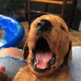 Goldendoodles and Poodles from Standard Poodles and Doodles of Alabama