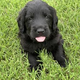 Franklin - Black male Assorted Doodle Crosses puppy in Coweta, Oklahoma from Storybook Doodles