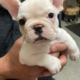 French Bulldog Puppies from East 40 Frenchies