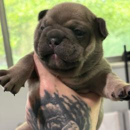 Cartier - Blue male French Bulldog puppy in Hemlock, Michigan from Top Billin' Frenchies, LLC