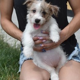 Paige Girl 2 - White and tan female Russell Terrier puppy in Middletown, Virginia from DBF Russell Terriers