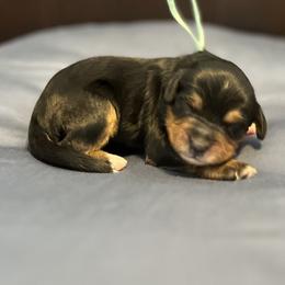 Teal - Tri-color female Bernedoodle puppy in Casper, Wyoming from 307 Doodles