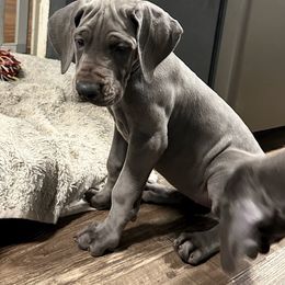 Lavender - Blue female Great Dane puppy in Plano, Texas from Blue Thunder Danes