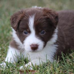 Boy 2 - Red male Border Collie puppy in Tylertown, Mississippi from Cool Meadow Farms