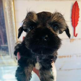 Salt and pepper 1 - Salt and pepper male Miniature Schnauzer puppy in Malvern, Arkansas from Deep South Miniature Schnauzers