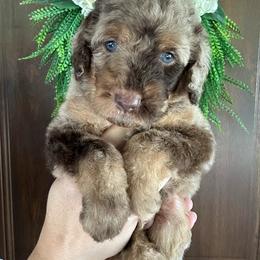 Buckeye - Merle male Bernedoodle puppy in Thornville, Ohio from Four Front Doodles & Friends