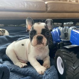 Male 1 pied - Brindle and white male French Bulldog puppy in Sidney Center, New York from iFrenchi