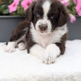 Winslow - Brown and white male Aussiedoodle puppy in Coulee City, Washington from Mr and Mrs Doodle Farm