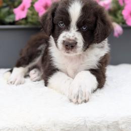 Winslow - Brown and white male Aussiedoodle puppy in Coulee City, Washington from Mr and Mrs Doodle Farm