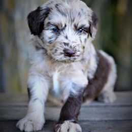 Aussiedoodle Puppies from North Ridge Doodles