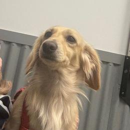 Romeo - Dachshund