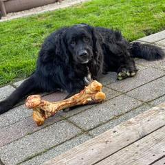 Bernese Mountain Dog, Golden Mountain Dog, and Golden Retriever Puppies from Canyon Meadows Farm