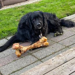 Bernese Mountain Dog, Golden Mountain Dog, and Golden Retriever Puppies from Canyon Meadows Farm