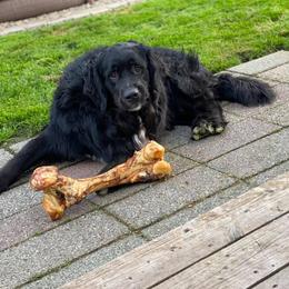 Bernese Mountain Dog, Golden Mountain Dog, and Golden Retriever Puppies from Canyon Meadows Farm