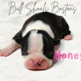 Honey - Black and white female Boston Terrier puppy in Lead Hill, Arkansas from Bull Shoals Bostons