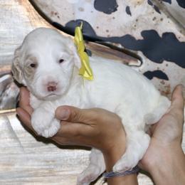 Yellow - Caramel female Australian Labradoodle puppy in Milton, North Carolina from Good Day Doodles