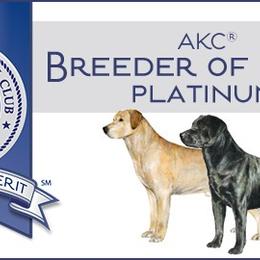 Labrador Retriever Puppies from Belquest Labradors