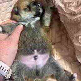 Kobe - Red male Shiba Inu puppy in Tamarac, Florida from The Queen of Shibas