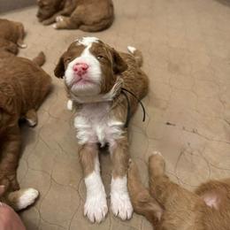 Joshua - Black Collar - Red male Double Doodle puppy in Rowlett, Texas from Parrish Precious Ones Texas