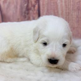 Hank - Green Collar - White male Great Pyrenees puppy in San Marcos, California from Faith Family Freedom Farm