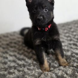 Red Collar - Bi-color female German Shepherd puppy in Deer Park, Alabama from Von Richardson Elite German Shepherds