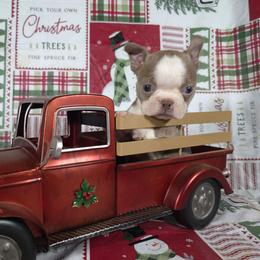 Muffin - Lilac female Boston Terrier puppy in Millers Creek, North Carolina from Tumbling Shoals Hilltop Bostons