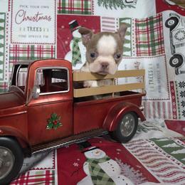 Muffin - Lilac female Boston Terrier puppy in Millers Creek, North Carolina from Tumbling Shoals Hilltop Bostons