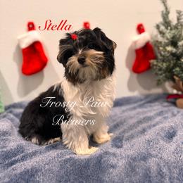 Stella - Black tan and white female Biewer Terrier puppy in Palmer, Alaska from Frosty Paw Biewers and Yorkshires