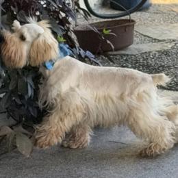 Austin is a lil boy - Wheaten male Miniature Schnauzer puppy in Groesbeck, Texas from Ranch 4M