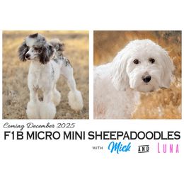 Sheepadoodle puppies from Narrow Path Old English & Sheepadoodles