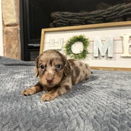 Cooper - Dapple male Dachshund puppy in Stilwell, Oklahoma from B & K Dachshunds