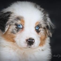 Aussiedoodle and Australian Shepherd Puppies from SS Australian Shepherds and Aussiedoodles