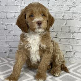 Sonny - Cream male Goldendoodle puppy in Millersburg, Ohio from Ohio Puppy Paws