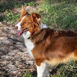 Hazel  - Australian Shepherd