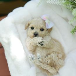 Peach Bellini - Champagne female Maltipoo puppy in Deming, Washington from Heavenly Puppies to Love