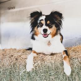 Daisy - Miniature Australian Shepherd