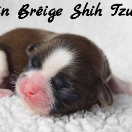 AKC Red & White Male #2 - Red and white male Shih Tzu puppy in Middle Grove, New York from Beirin Breige Shih Tzus
