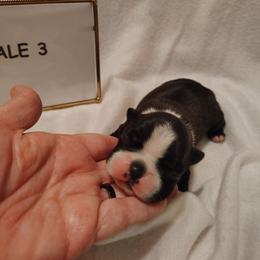 Male 3 - Black and white male Boston Terrier puppy in Headland, Alabama from Crystal Carlisle's Boston Terriers