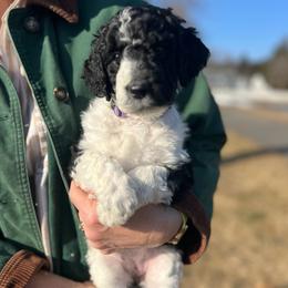 Magnolia - Parti female Goldendoodle puppy in Lancaster, Pennsylvania from Doodles in the Skye