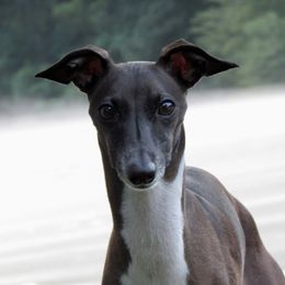 Barry - Italian Greyhound