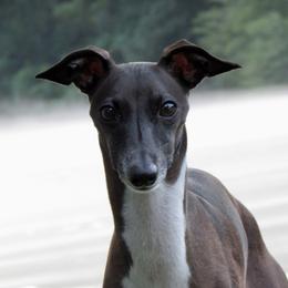 Barry - Italian Greyhound