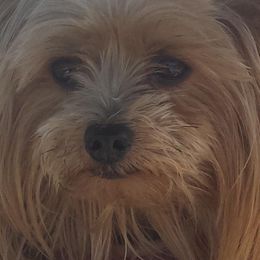 Yorkshire Terriers from My Yorkie Melts❤️❤️❤️