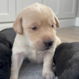 Girl 2 - Holly (green collar) - Labrador Retriever puppy from Front Range Labradors LLC