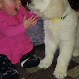 Golden Retrievers from Cold Spring Mountain Retrievers
