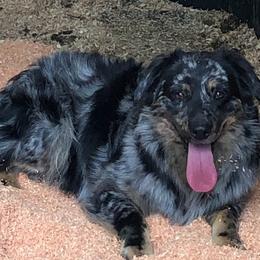 Waylon - Blue merle male Miniature Australian Shepherd puppy in Lebanon, Oregon from Two Pines Mini Aussies