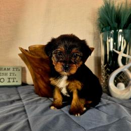 Honey - Black and gold female Yorkshire Terrier puppy in Callahan, Florida from Nikki's Precious Yorkies