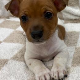 Cpt. Call - White and sable male Teddy Roosevelt Terrier puppy in Farmersville, Texas from The Oasis Teddy Roosevelt Terriers