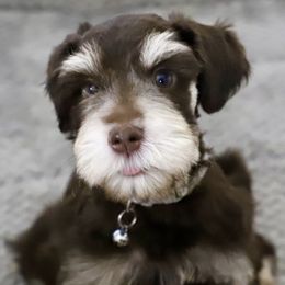 Boy 2 - male Miniature Schnauzer puppy in Pensacola, Florida from Reservoir Dogs